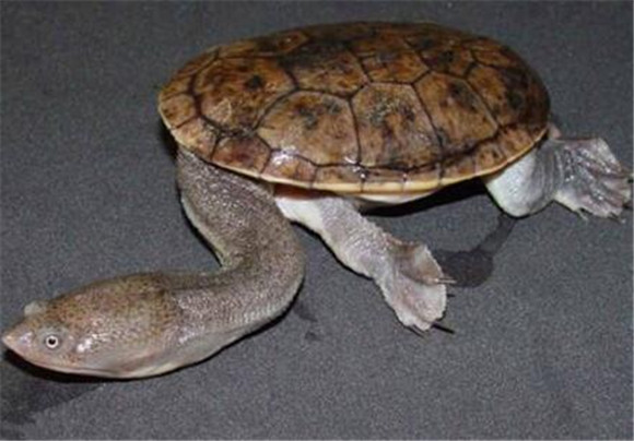长身蛇颈龟可以深水养吗