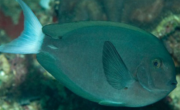 2,汤臣吊属于草食性鱼类,可以在石头上绑上干海草来喂食,每天建议喂食