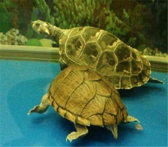 平背麝香龟深水养还是浅水养 平背麝香龟深水养还是浅水养