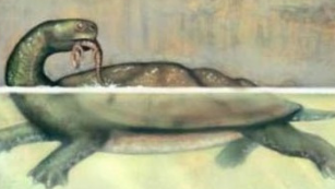 淡水碳龟值钱吗