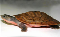 澳洲短颈龟冬眠吗