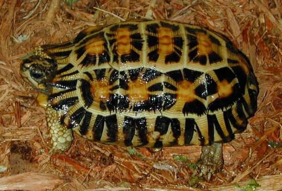 扁尾陆龟怎么分雌雄
