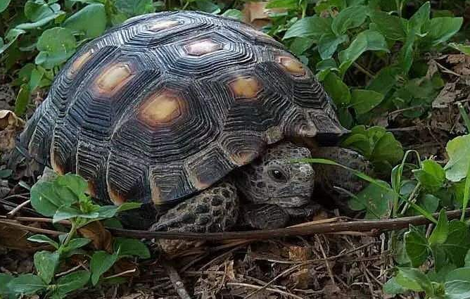 德州地鼠龟怎么冬眠