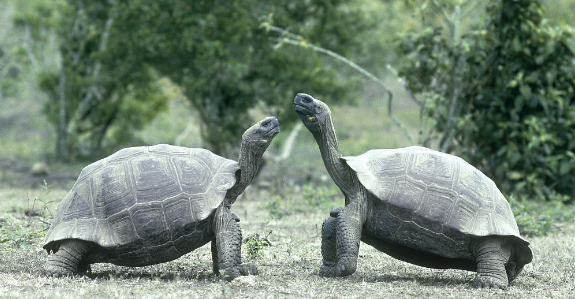 平塔岛加拉帕戈斯象龟吃什么食物最好