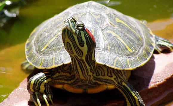斑彩龟寿命多少年