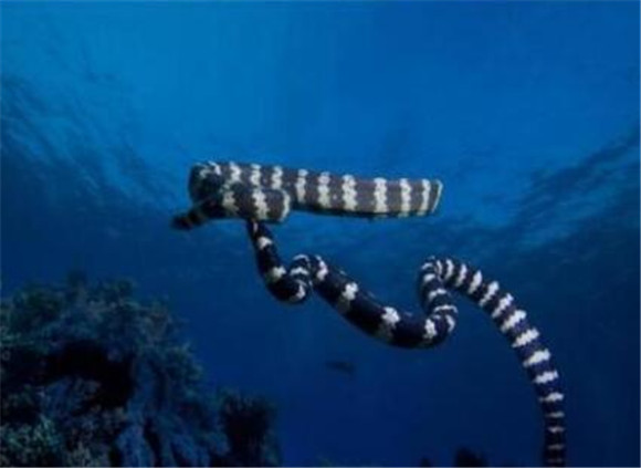 贝尔彻海蛇是保护动物吗