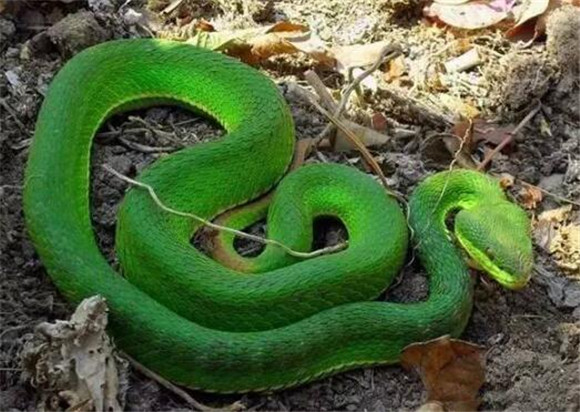 青竹蛇泡酒的功效