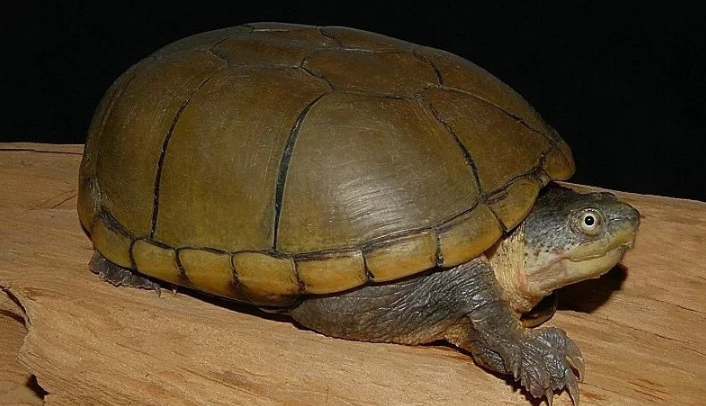 动胸龟能活多少年