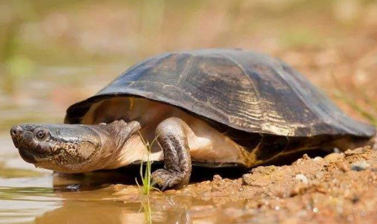 沼泽侧颈龟怎么分雌雄