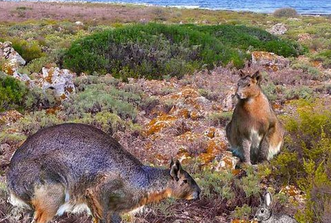 米诺卡岛兔王，一种已经灭绝的巨兔