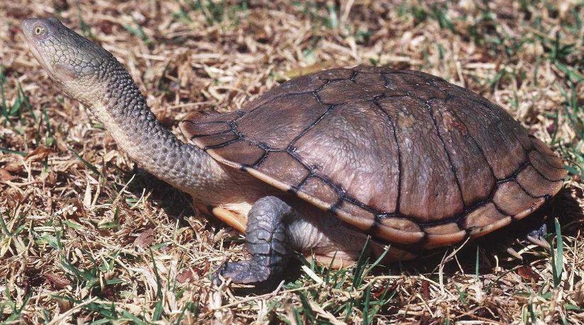 巨蛇颈龟多少钱一只