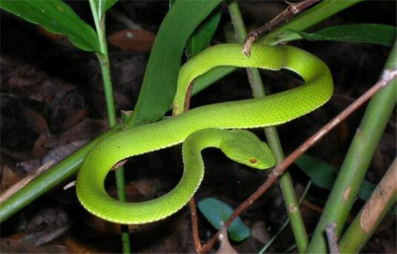 青竹蛇最大有多大