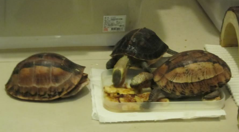 沼泽箱龟腐皮怎么治