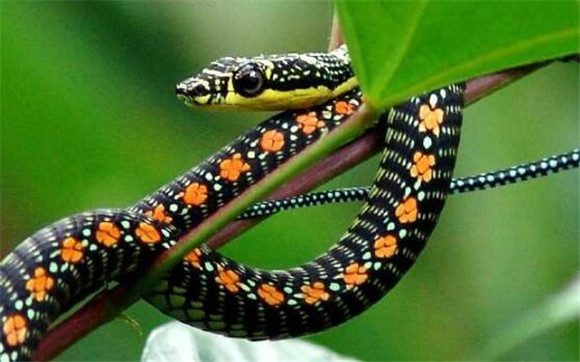 天堂金花蛇可以家养吗