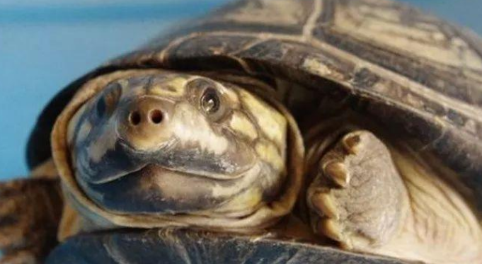 白胸侧颈龟认识主人吗