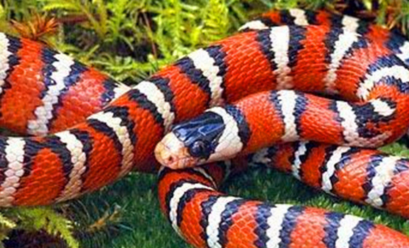 魔鬼蛇是世界毒蛇排名第7名的毒蛇,生活在亚马逊丛林里.