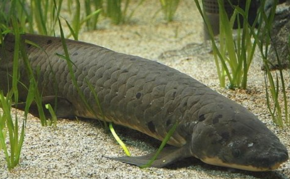 澳洲肺鱼不吃食怎么回事