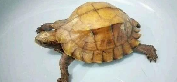 锯缘摄龟值钱吗 锯缘摄龟值钱吗