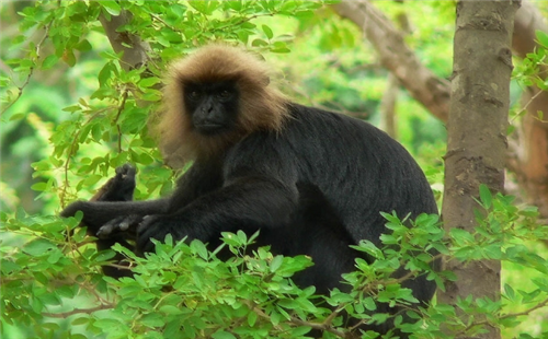 印度乌叶猴