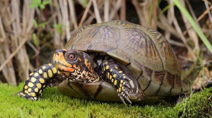 海岸箱龟怎么认识主人