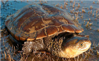 澳洲短颈龟能活多少年