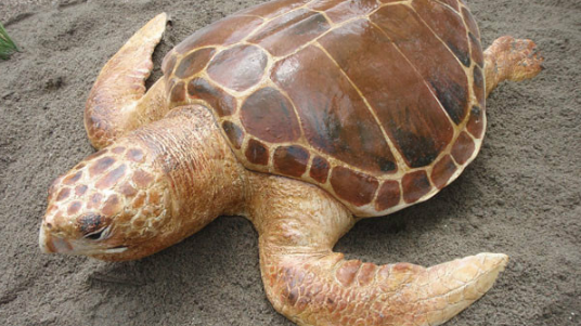 大西洋蠵龟好养吗