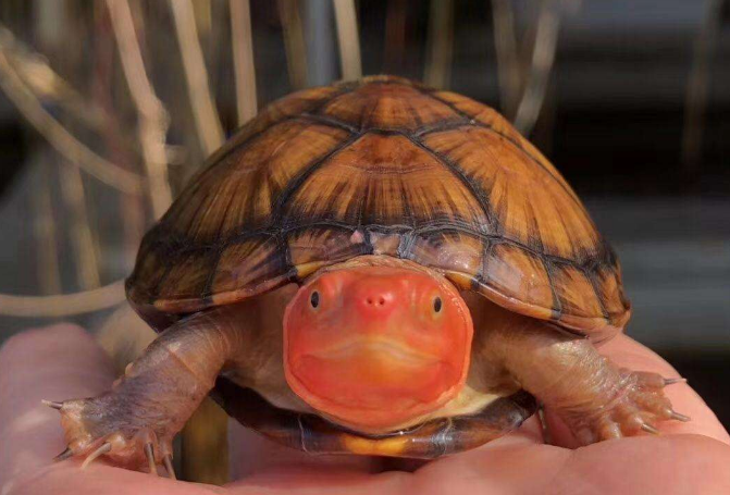 红面泥龟吃什么