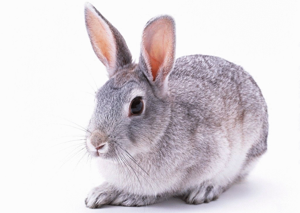 经典的肉兔品种——银狐兔，有人认识它吗？
