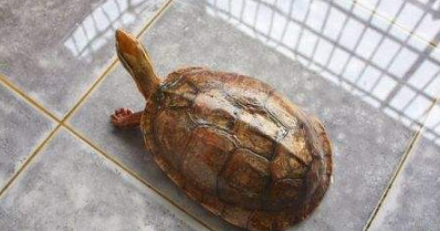 艾氏拟水龟怎么养