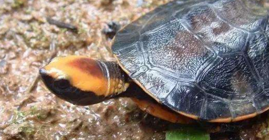 红头蛇颈龟能活多少年