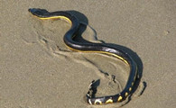 长吻海蛇能咬死人吗