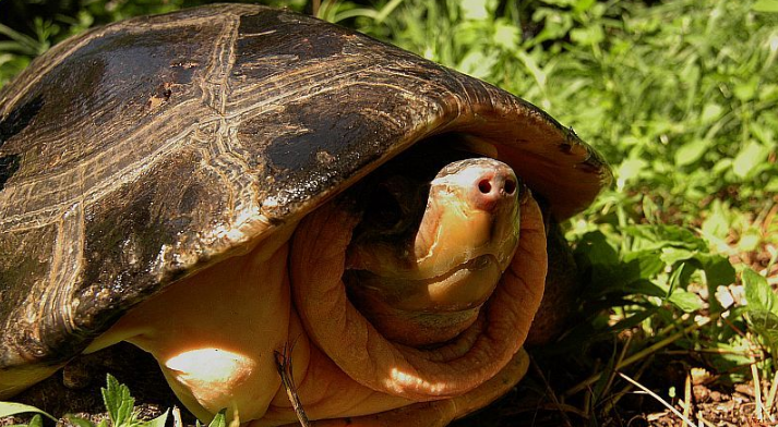 马来西亚巨龟深水养还是浅水养