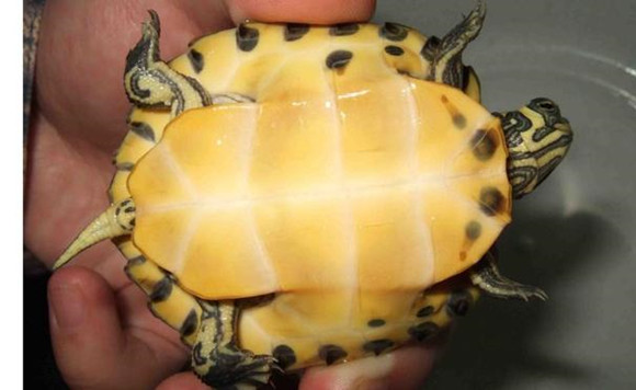 黄肚红耳龟腐皮怎么治