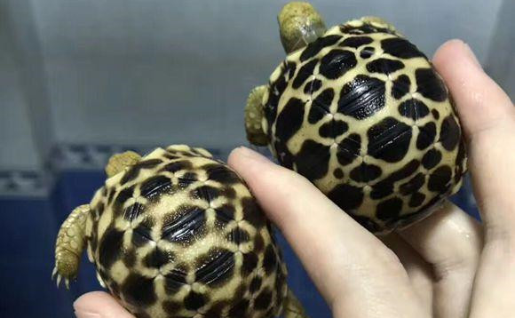 缅甸星龟多少钱一只 缅甸星龟多少钱一只