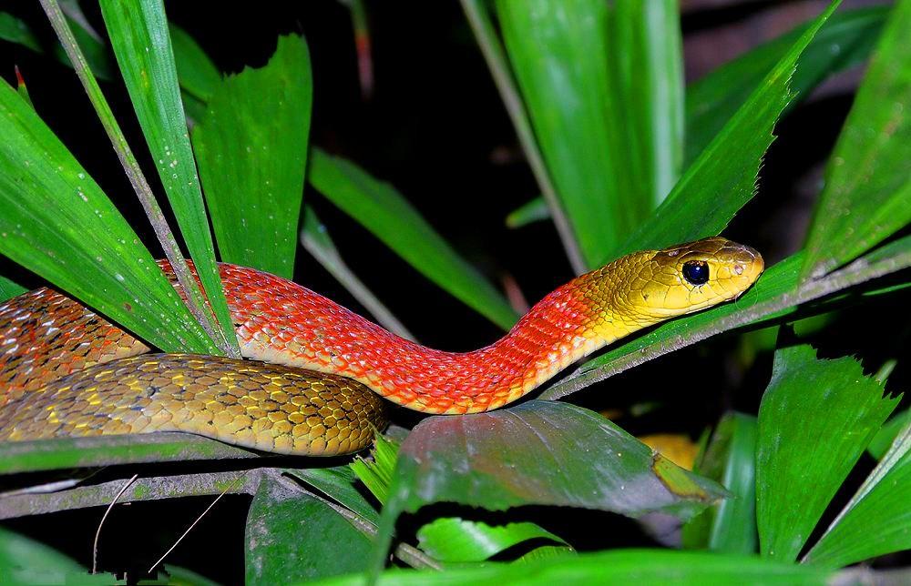 红脖颈槽蛇外形特征