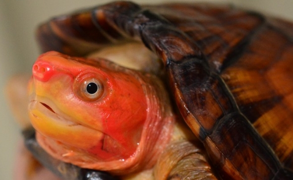 红面泥龟认识主人吗