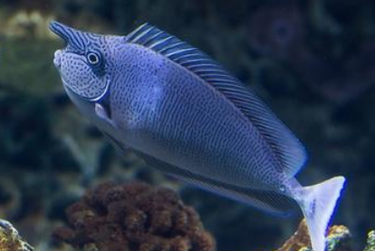 长吻独角吊好养吗