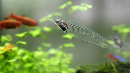 玻璃猫不吃食怎么回事