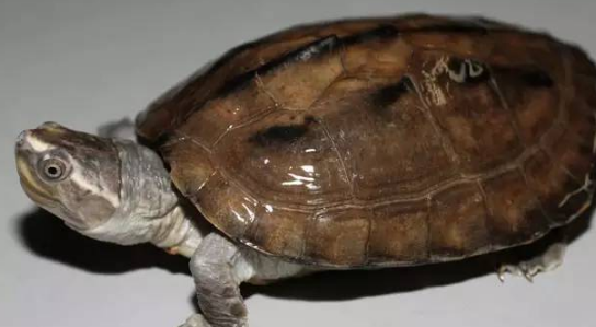 巨型棱背龟怎么养