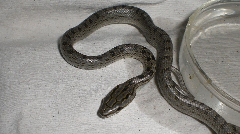 深圳灰色的蛇图片