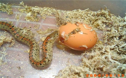 食蛋蛇