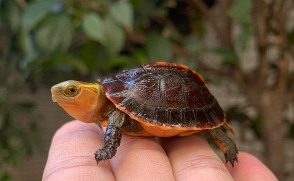 黄缘闭壳龟深水养还是浅水养