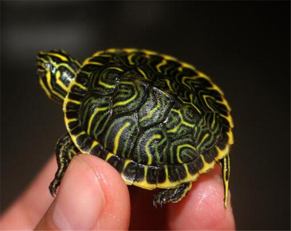 佛州甜甜圈龟腐皮怎么治