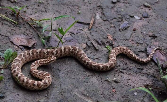 花条蛇最大有多少斤
