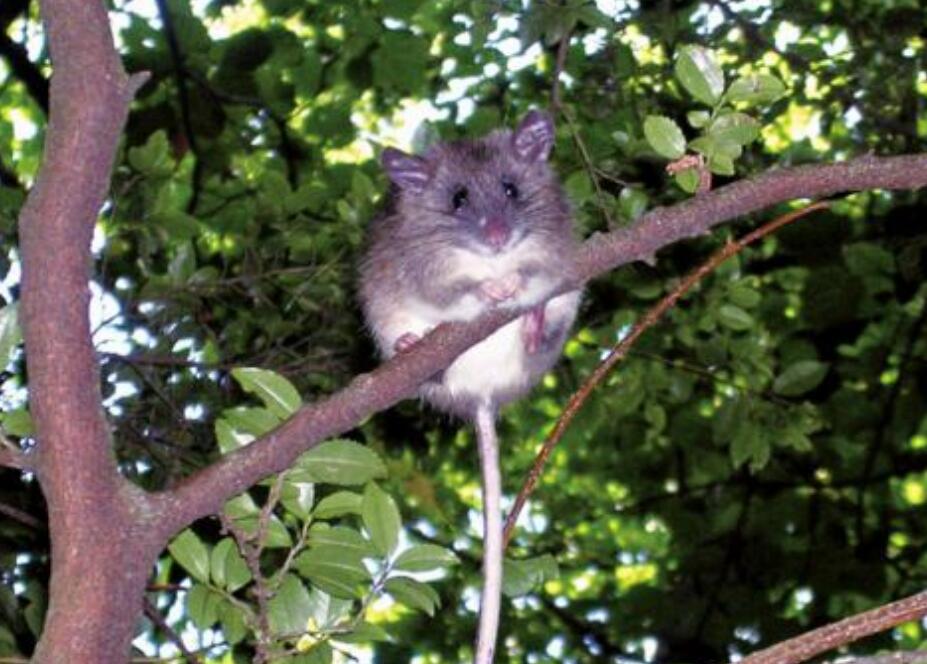 擅长爬树的高山白腹鼠你们看过吗