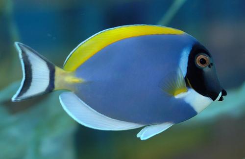 五间吊能繁殖吗 五间吊能繁殖吗