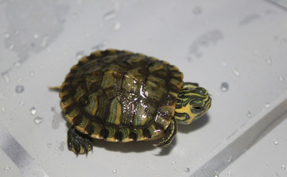 甜甜圈龟雌雄如何辨别