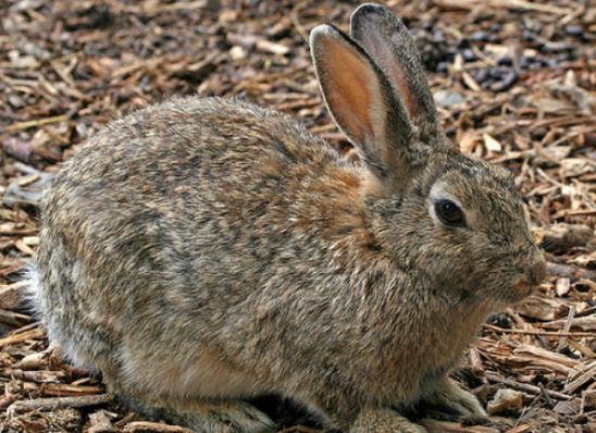 关于穴兔的小知识，你知道多少？