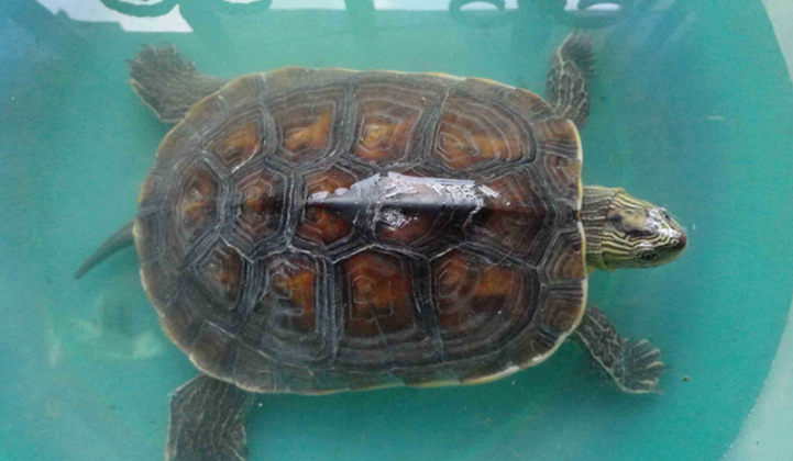 缺颌花龟多少钱一只