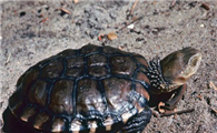 澳洲短颈龟生病怎么处理